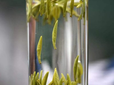 茶葉的專業(yè)知識(shí)，關(guān)于茶的基本知識(shí)大全