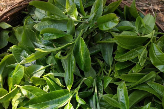 最耐泡的茶葉排名，什么茶葉經久耐泡？