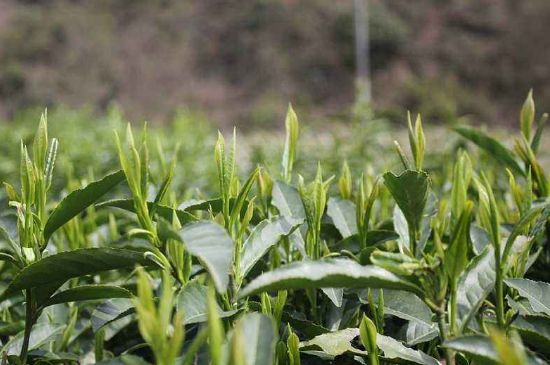 喝黃金茶禁忌，什么人不能喝黃金芽茶？