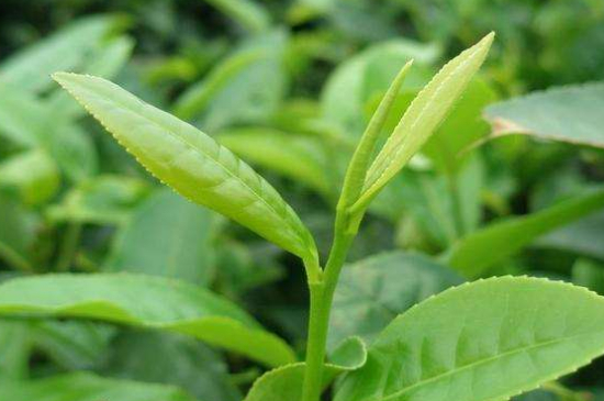 最耐泡的茶葉排名，什么茶葉經久耐泡？