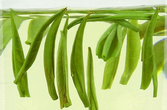 雀舌茶什么人不能喝，雀舌茶的功效與禁忌