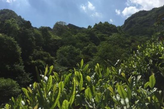 六安瓜片適合什么人喝，六安瓜片的功效與禁忌