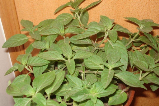 薄荷茶的功效與作用，喝薄荷茶有什么好處？