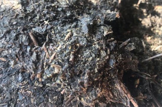 茯茶可以放在冰箱里存放嗎，茯磚茶如何儲存？