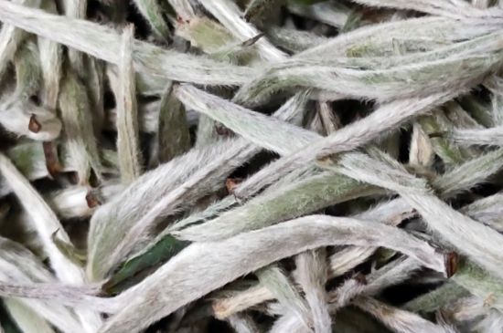 春茶上市白茶的好壞怎么區(qū)分，春白茶怎么分辨好不好？