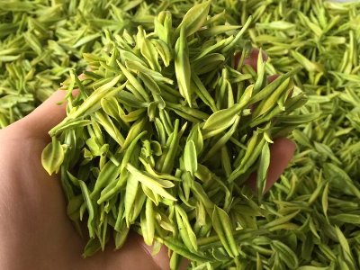 白茶品質如何區(qū)分，白茶的優(yōu)劣質量辨別方法