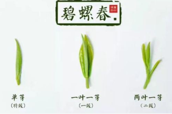 真假碧螺春泡水后區(qū)別，蘇州洞庭碧螺春怎樣鑒別好壞？