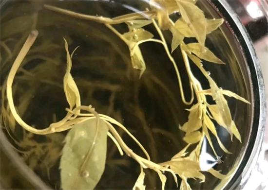 張家界茅巖莓茶與藤茶是同一種茶嗎，藤茶跟莓茶一不一樣？