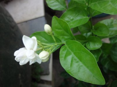 茉莉和什么一起泡最好，茉莉茶有幾種搭配？