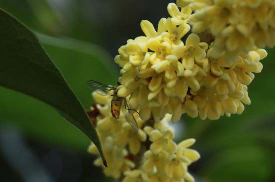 桂花茶禁忌，喝桂花茶有什么禁忌