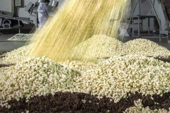 茉莉龍珠怎么做的，茉莉龍珠的制作工藝