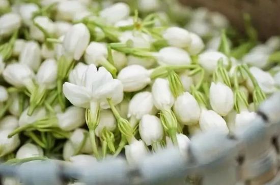 十大排毒養(yǎng)顏花茶，喝什么花茶排毒養(yǎng)顏