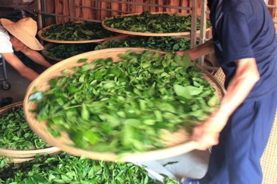 武夷巖茶的初制、精制加工工藝詳細(xì)講解