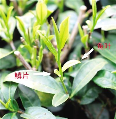 摘茶葉最快的方法，采摘茶葉怎么才能快？