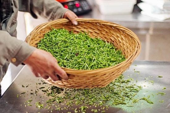 武夷巖茶的初制、精制加工工藝詳細(xì)講解