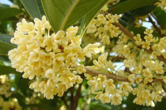 茉莉茶一次泡幾朵，茉莉茶放多少