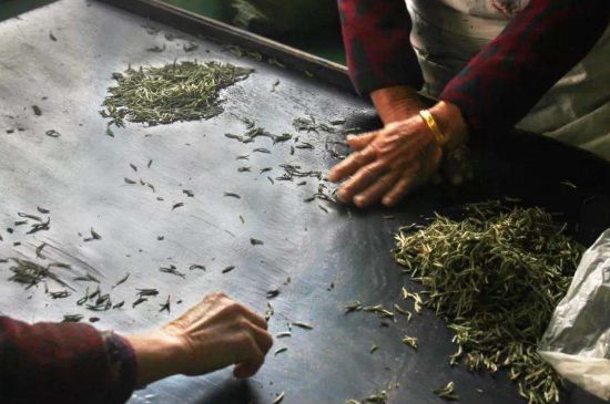 武夷巖茶的初制、精制加工工藝詳細(xì)講解