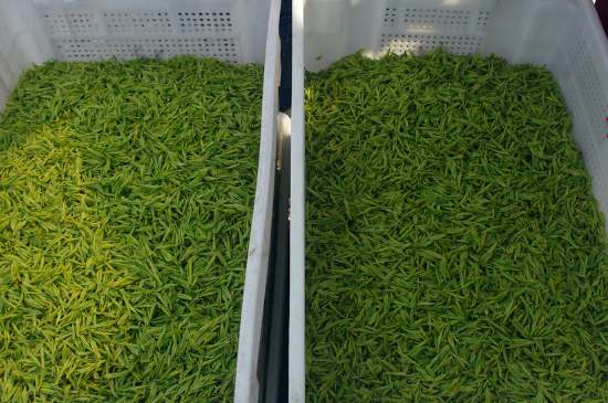 什么茶葉適合用蒸茶器，什么茶可以蒸