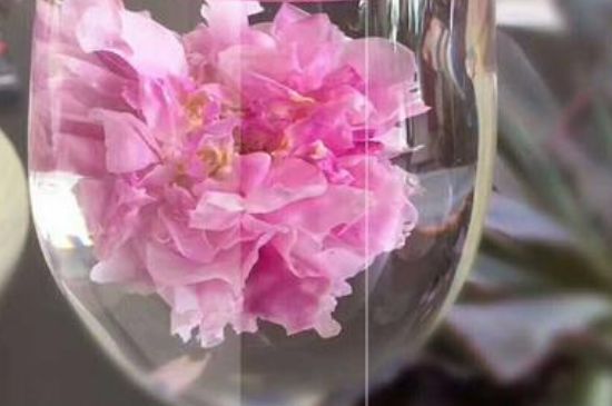 干玫瑰花泡水放幾顆，玫瑰花泡水一次放幾朵？