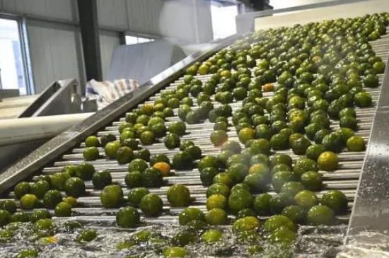 家庭自制柑普茶方法，小青柑制作9個(gè)步驟竅門（圖片）