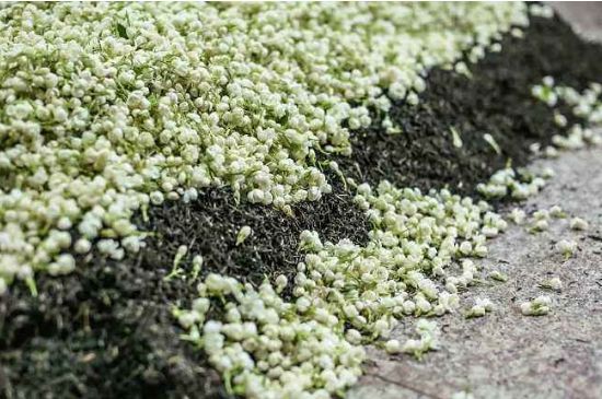 茉莉茶葉的功效與禁忌，什么人不適合喝茉莉花茶？