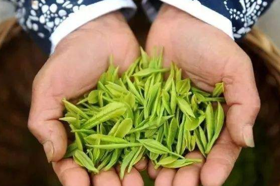 摘茶葉最快的方法，采摘茶葉怎么才能快？