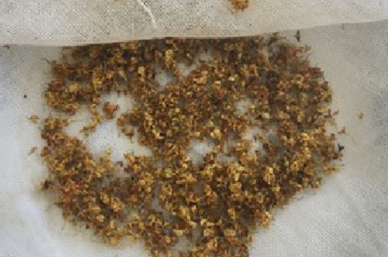 干桂花茶的制作方法，怎樣自制桂花茶？