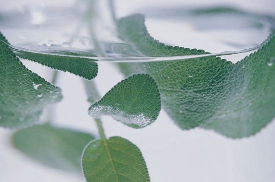 薄荷葉茶怎么制作，薄荷如何做成干茶葉