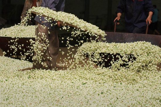 茉莉龍珠怎么做的，茉莉龍珠的制作工藝