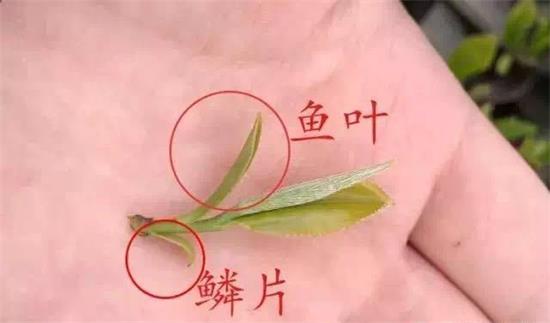 摘茶葉最快的方法，采摘茶葉怎么才能快？