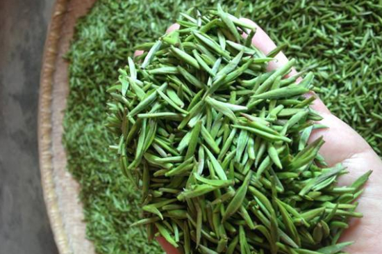 采茶的方法與步驟，如何正確采摘茶葉？