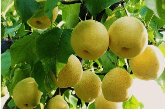 一把真正的本山綠泥壺最低多少錢，什么價格能買到本山綠泥紫砂壺？