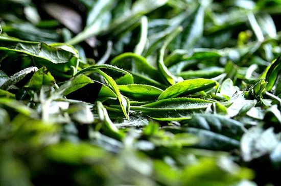 荒野銀針市場價多少，真正的荒野白毫銀針多少錢？