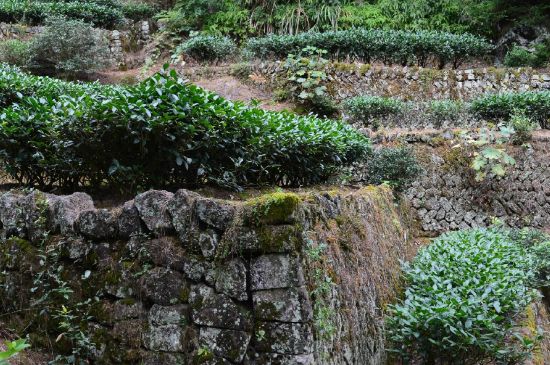 拼配的馬頭巖肉桂，還配叫馬肉嗎？請叫它“馬頭巖大紅袍”