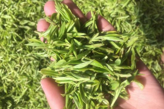 龍井好喝還是毛尖好喝，綠茶是龍井好還是毛尖好？