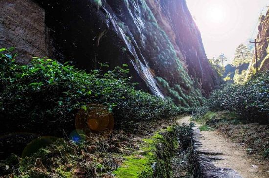 肉桂茶和大紅袍哪個貴，武夷山肉桂與大紅袍的價格比較
