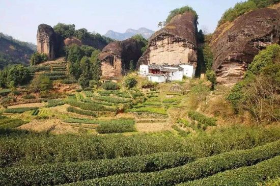 馬頭巖肉桂是大紅袍嗎，大紅袍肉桂屬于什么茶？