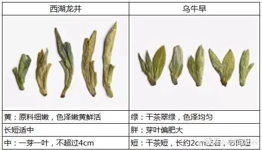 烏牛早和龍井的區(qū)別圖片，龍井43號(hào)和烏牛早茶的對(duì)比