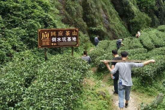 300塊錢的金駿眉能喝嗎，兩三百多金駿眉和一千多區(qū)別