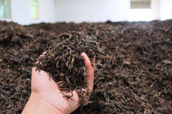 茯磚茶與普洱茶哪個好，茯茶和普洱茶口味區(qū)別