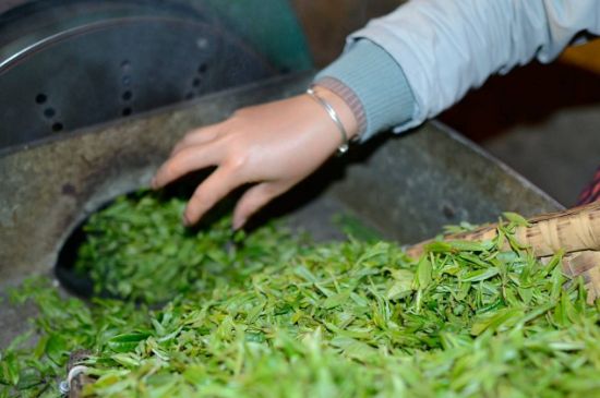 雀舌有一股青草味，雀舌為什么有青草味？