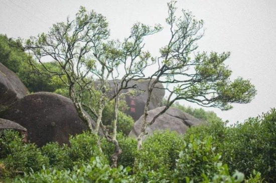 宋種一號(hào)價(jià)值為什么高，鳳凰單樅宋種1號(hào)價(jià)格與產(chǎn)量多少？