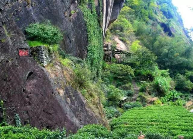 武夷山為什么盛產(chǎn)茶葉，武夷山茶為什么好喝？