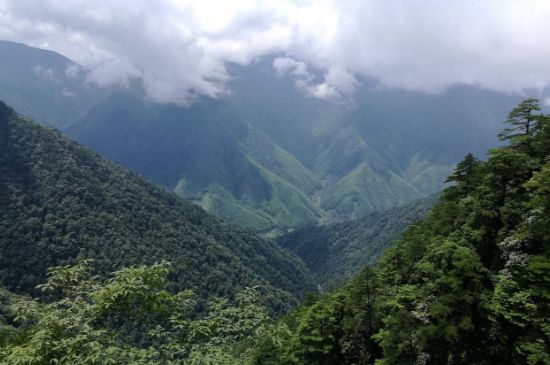 300塊錢的金駿眉能喝嗎，兩三百多金駿眉和一千多區(qū)別