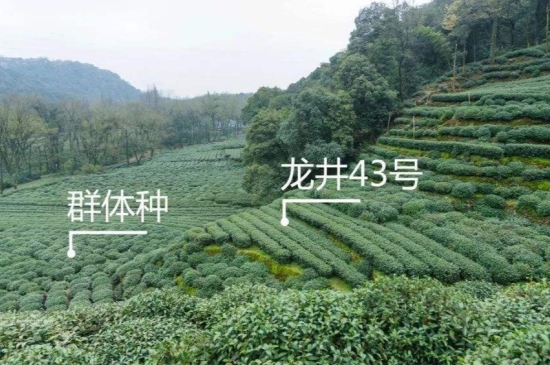 43號(hào)龍井屬于好茶嗎，龍井茶43號(hào)是什么意思？