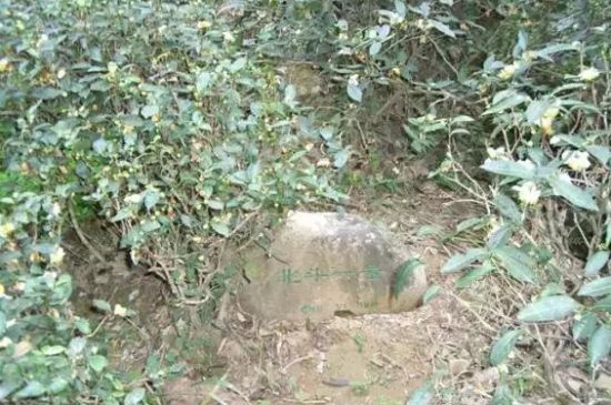 母樹大紅袍給誰喝了，為什么母樹大紅袍叫三棵六株？