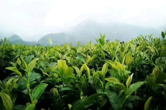 一天3杯紅茶抗癌，常飲紅茶對身體有好處！