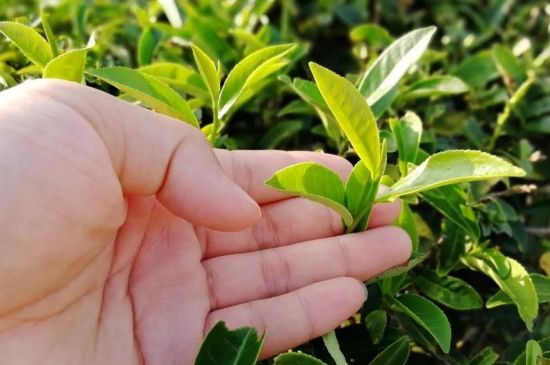 大紅袍四大品種有哪些，大紅袍的種類和著名品種特點(diǎn)介紹