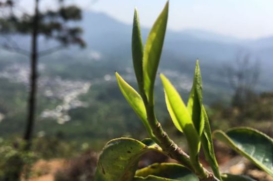 鳳凰單樅什么人不能喝，哪些人不能飲單叢茶