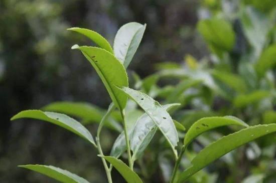 單叢茶十大香型以及常見品種大全，潮安鳳凰單樅十大名香歸類